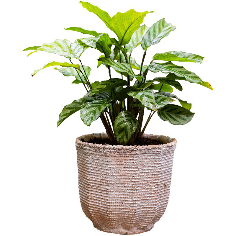 速发麻泥纹理水布装饰花盆复器盆栽盆器台庭院花古园艺个性