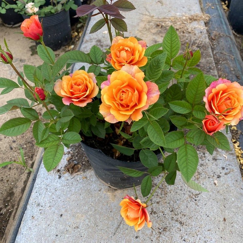 速发丹麦玫永远的艾帕索台大花月季花苗四季浓之香瑰花