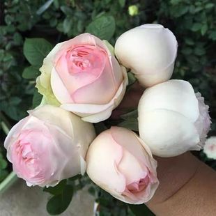 速发切花月季花苗花型似粉龙特大花红香玫热粉浓色耐瑰多季开