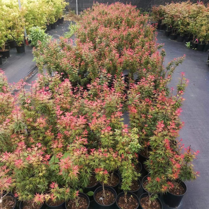 速发-直播专-流泉拍约旦等多品种枫-树-正常48小时内