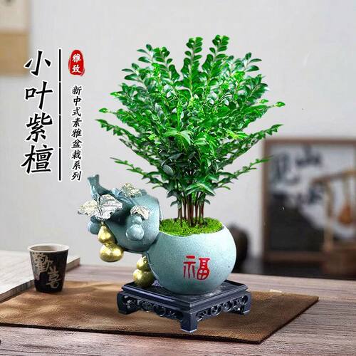 小叶紫檀老桩含盆盆景室内外桌摆观叶绿植易养盆栽 - 封面