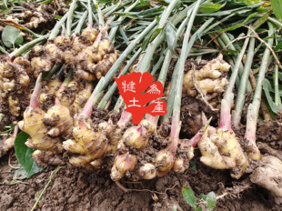 四川犍为黄口姜生姜 乐山小黄姜 道地四川干姜鲜姜 现挖新鲜生姜