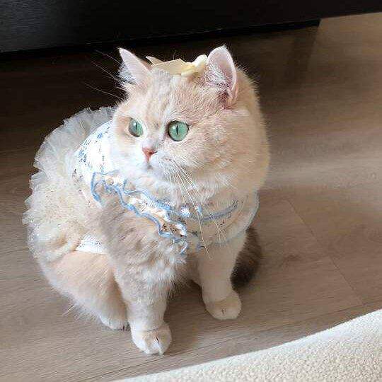 猫咪衣服夏日吊带连衣裙狗狗公主裙薄款背心防掉毛宠物金渐层布偶