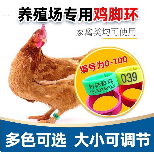 鸡脚环记号卡扣式鸡脚环扣记号识别环鸡鸭鹅鸽家禽类脚环脚圈标签