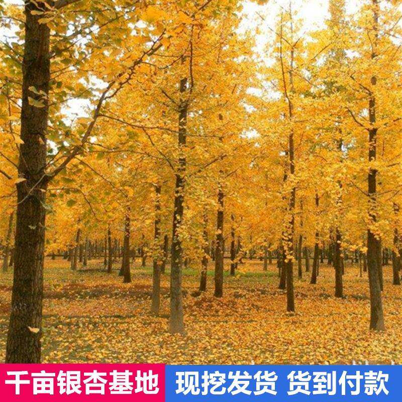 植树节小树苗金叶银杏树活苗庭院园林绿化风景树行道校园社区植物