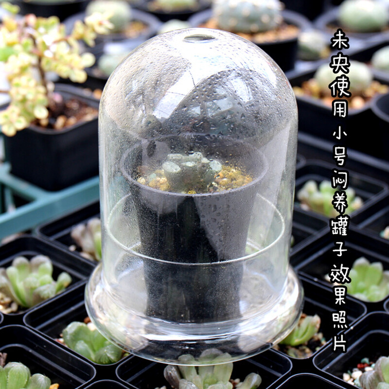 包邮多肉植物 十二卷闷养罐 玉露玉扇苔藓空气凤梨闷养罩