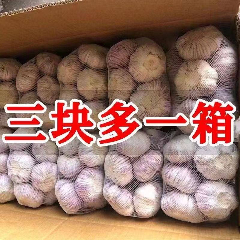 农家自种超大果5斤新干蒜紫白皮大蒜头瓣大肉厚包邮200克起