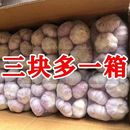 农家自种超大果5斤新干蒜紫白皮大蒜头瓣大肉厚 200克起 包邮