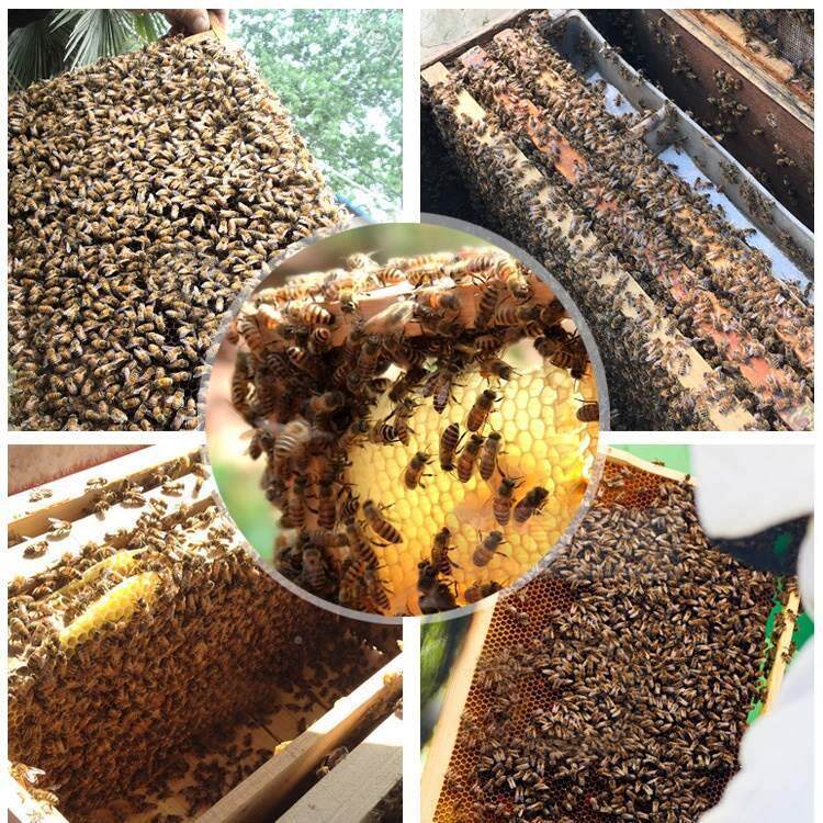 蜜八千巢础中蜂蜂成品带框巢框蜂箱养蜂箱工具巢中意蜂杉木基标准
