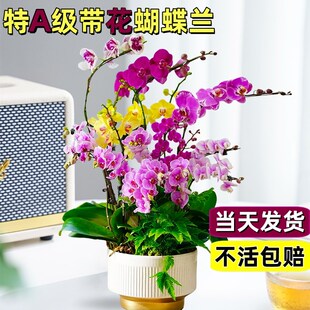 速发蝴蝶兰花苗带花苞厅栽客养兰花室内植物花卉四季好盆活石斛兰