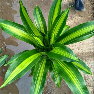 速发金边铁树盆栽 香龙血树  室内植物  客厅绿植 花卉木 也门铁