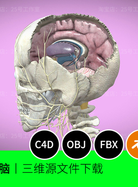 头骨大脑神经解剖脑干3D模型blender建模C4D素材OBJ文件器官1795