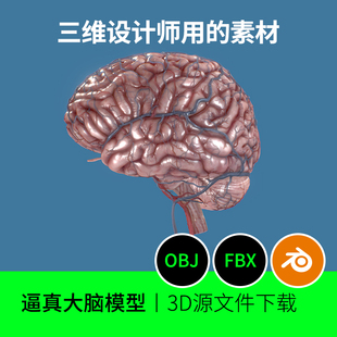大脑小脑血管脑干脊髓丘脑下垂体解剖3D三维模型建模文件下载132