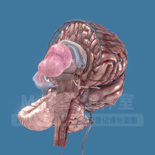 大脑小脑血管脑干脊髓丘脑下垂体解剖3D三维模型建模文件下载132