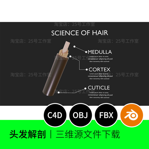 头发解剖发根皮质微观3D模型blender建模C4D素材OBJ三维1667