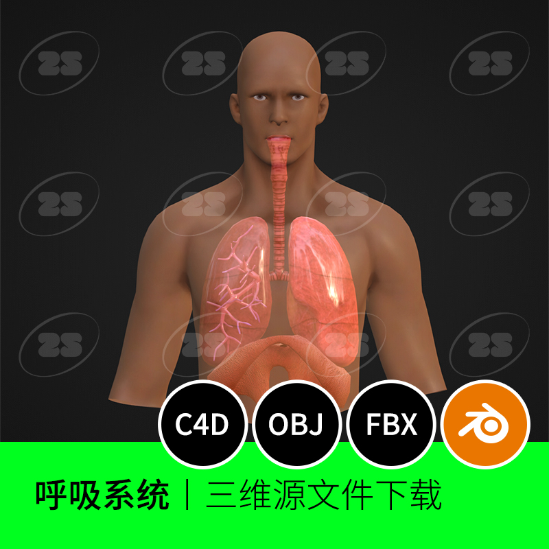 呼吸系统肺气管喉肺叶人体解剖生物医学3D模型OBJ建模C4D素材972