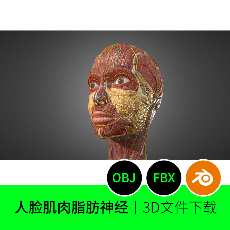 女性人体脸部肌肉脂肪神经解剖3D三维模型素材下载blender医学9