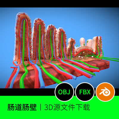 肠道屏障肠壁大肠解剖消化3D三维模型素材文件下载blender建模86