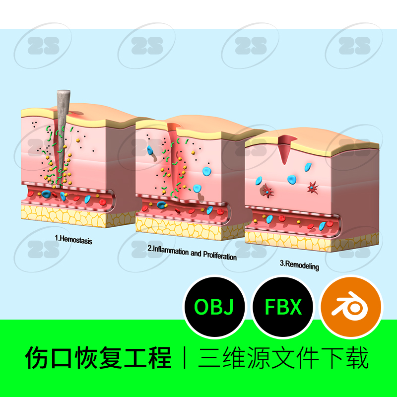 伤口恢复过程皮肤创伤自愈解剖医学美容3D模型建模素材886