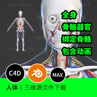 人体全身器官骨解剖血管肠胃心脏肺blender脑MAX模型C4D建模1108