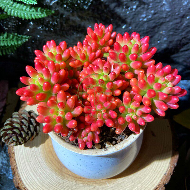 多肉植物  虹之玉锦瓷盆栽好 美观净化空气便捷易养殖