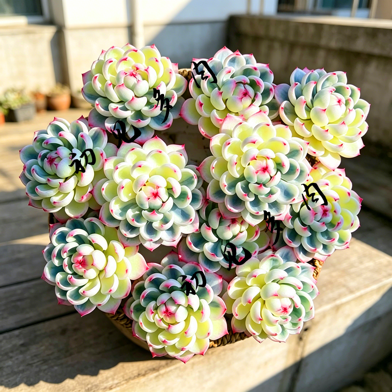 群生姬莲锦 多肉植物带盆栽好开花窗台装饰易养新手入门绿植花卉