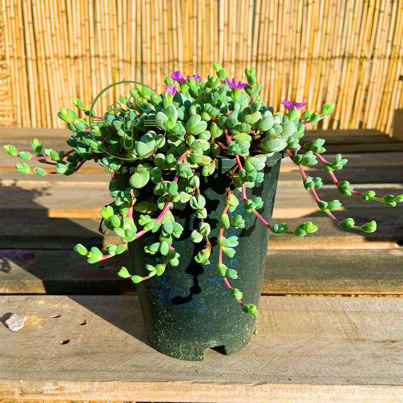 初见多肉花坊 碧玉莲开花非常漂亮阳台庭院露台吸甲醛防辐射花卉