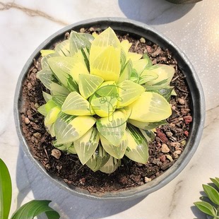 多肉植物 姬寿锦群带盆栽好美观稀有品种阳台窗台绿植花卉