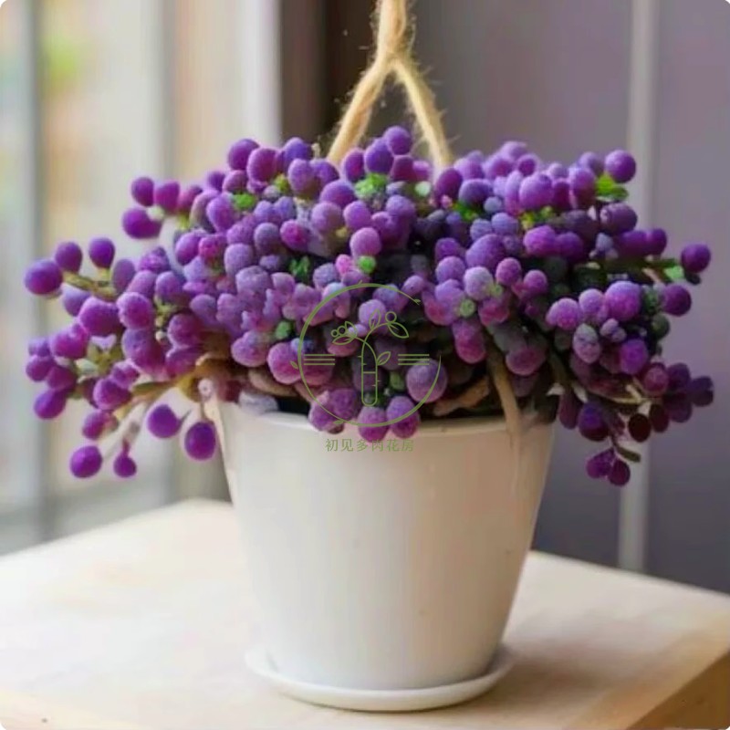 紫葡萄带盆栽好美观多肉植物