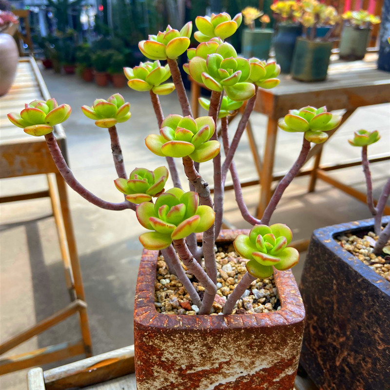 初见多肉花坊  丸叶红梅小吉姆多肉植物带盆栽好防辐射花卉盆栽