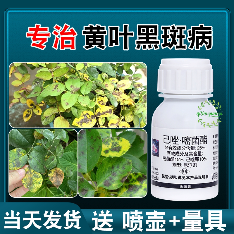 月季花病虫害常用药黑斑病专用药杀虫剂花药玫瑰花黄叶白粉病专治图片