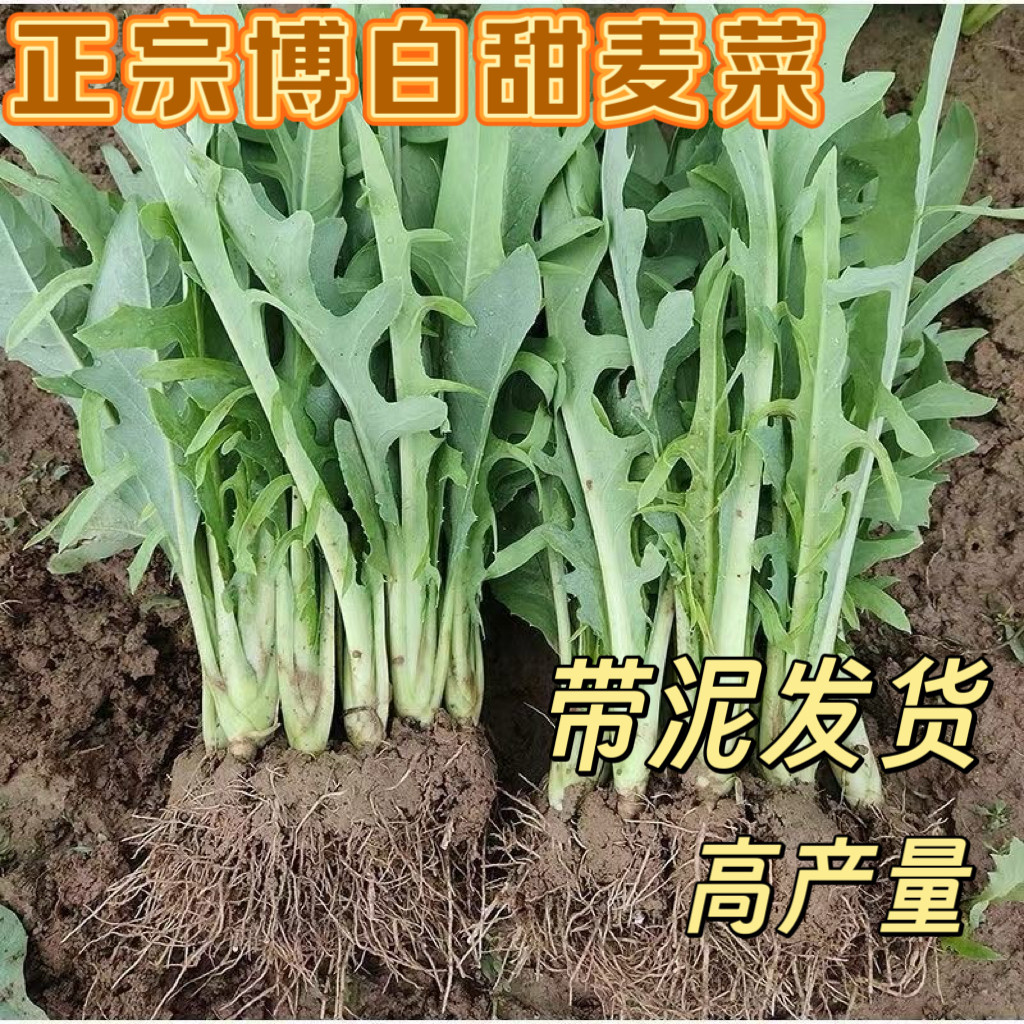 正宗广西博白甜麦菜栽种容易带泥发货阳台盘栽白梗新鲜蔬菜四季种