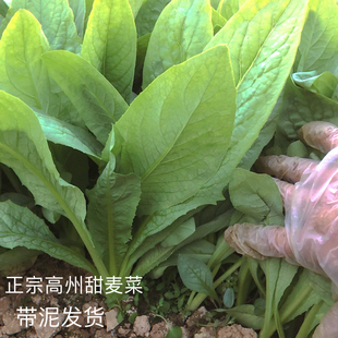 正宗广东高州甜麦菜种苗苦麦菜苗新鲜软脆甜爽口大叶圆叶带泥发货