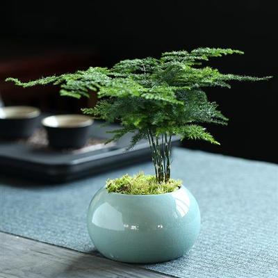 文竹植物盆栽室内办公室摆件茶书桌面绿植花卉四季好养客厅小盆景