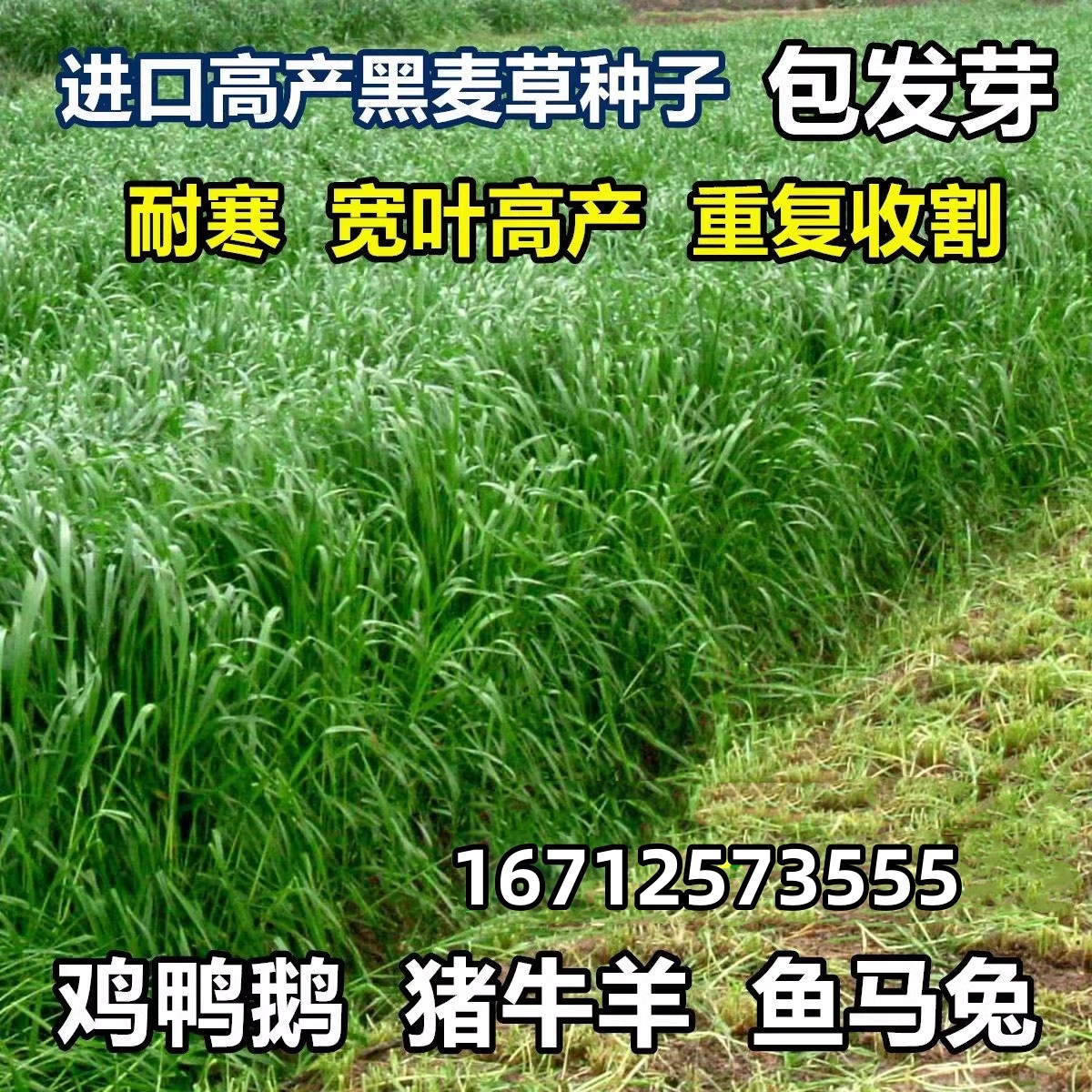 进口耐寒多年生黑麦草种子四季常青畜牧草猪牛羊鸡鸭鹅鱼草籽种籽