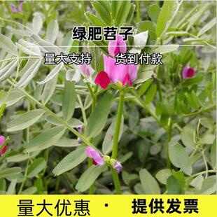 绿肥种籽毛叶苕子种长柔毛野豌豆种子果园光叶紫花苕养蜂蜜源草种