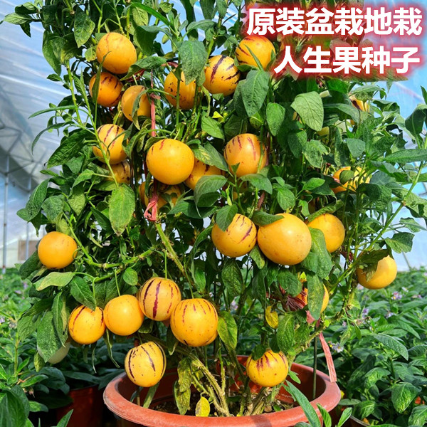 人参果种子四季播种特色水果种子黄心高产蔬菜籽庭院阳台花卉盆栽