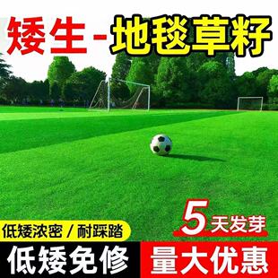 美国进口地毯草种籽草坪草籽四季常青矮生草坪种子高档庭院草皮种