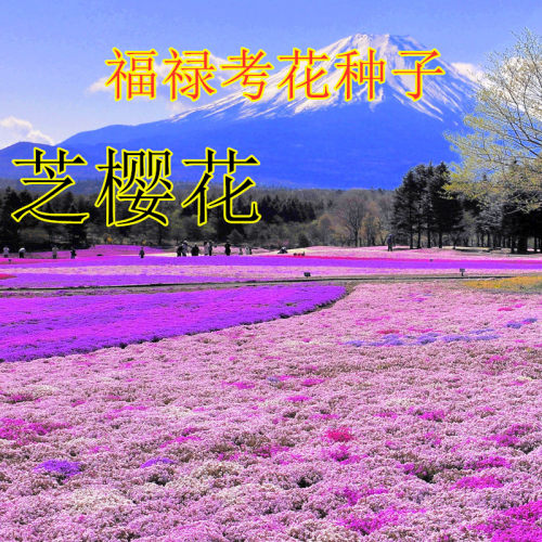 芝樱花种子丛生福禄考种子五色梅种籽地被花庭院易活耐寒花籽包邮