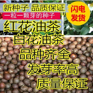 油茶种子 大果红花油茶种子 白花油茶 茶花山茶 茶树种子油茶树籽