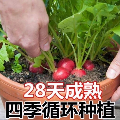 樱桃萝卜种子大全水果春秋樱桃萝卜菜籽四季种孑阳台盆栽蔬菜种籽