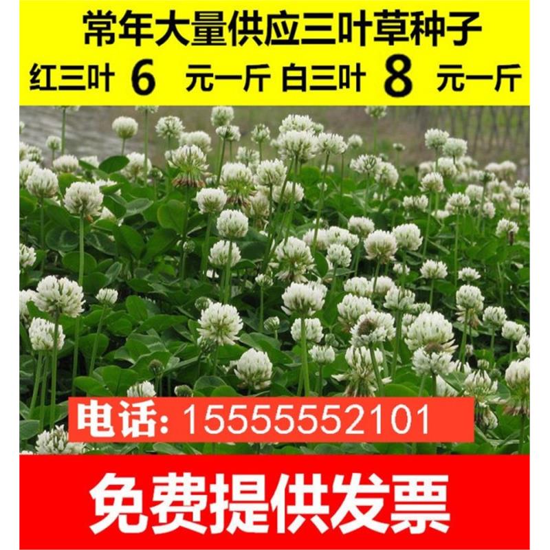 进口草坪种子暖季型草籽三叶酢浆草 红三叶草 白三叶草种子