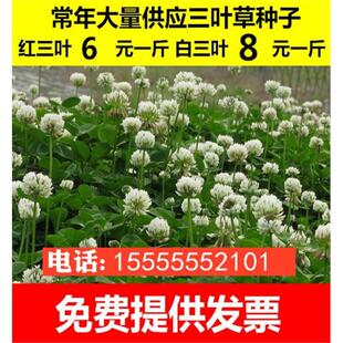 进口草坪种子暖季型草籽三叶酢浆草 红三叶草 白三叶草种子