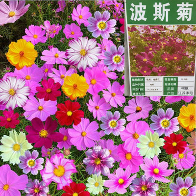 波斯菊花籽格桑花花种籽子七彩四季播种室外易活耐寒野花组合种孑