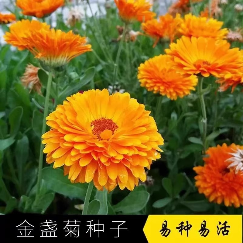 金盏菊花种子矮生长生菊种籽室内盆栽多年生花草庭院花卉四季耐寒
