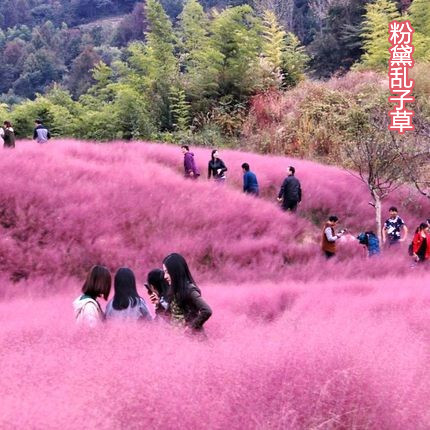 粉黛乱子草种子多年生毛芒乱子草花海四季易活耐寒庭院网红草籽子 鲜花速递/花卉仿真/绿植园艺 家庭园艺种子 原图主图