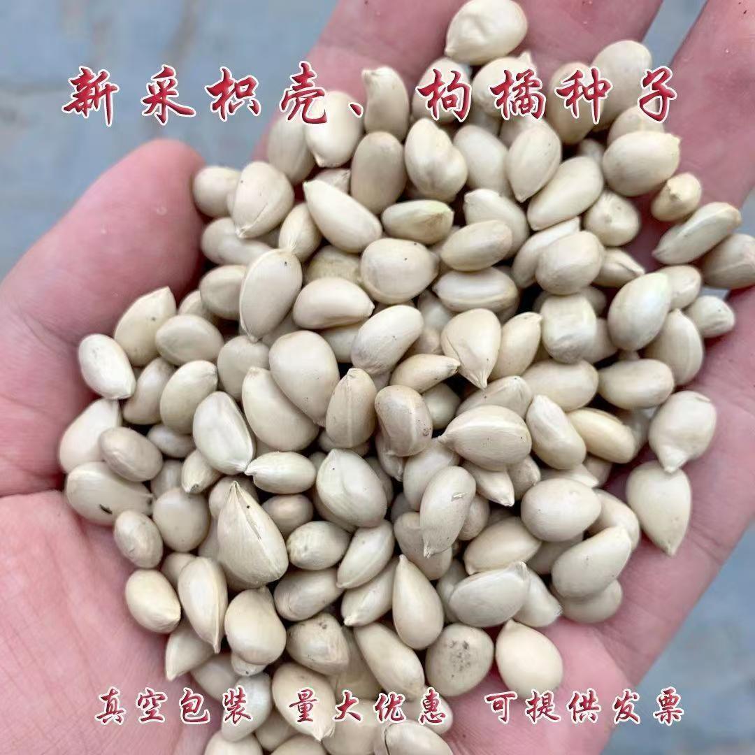 新采枸橘种子枳壳种籽子香橙红橘种子柑橘马甲子树苗嫁接砧木篱笆