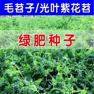 果园绿肥种子光叶紫花苕种籽长柔毛野豌豆毛苕子种子养蜂蜜源植物