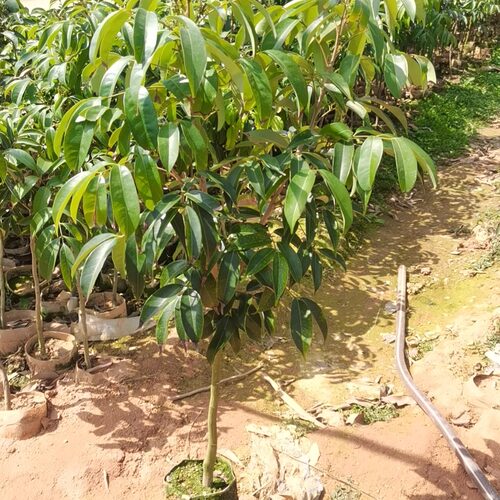 正品荔枝树嫁接苗有荔枝王桂花香鸡嘴荔三月红营养杯苗发货包对版