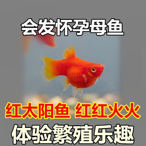 胎生鱼 红太阳鱼 直接生小鱼 红玛丽鱼 红皮球鱼 红剑
